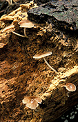 Australia, New South Wales, national park, national parks, border ranges, great dividing range, border ranges np, border ranges national park, fungi, fungus.