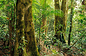Australia, New South Wales, forest, forests, tree, trees, rainforest, rainforests, national park, national parks, border ranges, great dividing range, border ranges np, border ranges national park, creek, creeks, brindle, brindle creek.