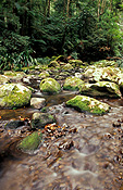 Australia, New South Wales, national park, national parks, border ranges, great dividing range, border ranges np, border ranges national park, creek, creeks, stream, streams, water, brindle, brindle creek, forest, forests, rainforest, rainforests, rock, rocks, moss.