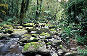 Australia, New South Wales, national park, national parks, border ranges, great dividing range, border ranges np, border ranges national park, creek, creeks, brindle, brindle creek, rock, rocks, moss.
