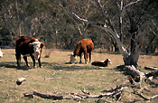 Farming, Farmland, farm, farms, Agriculture, livestock, animal, animals, cattle, meat industry, meat trade, cow, cows, calf, calves, bull, bulls, baby animal, baby animals, young animal, young animals, hereford, herefords, hereford cattle, hereford cow, hereford cows, beef cattle, thredbo, snowy mountains, new South Wales, australia, nsw, rural, rural scene, rural scenes.