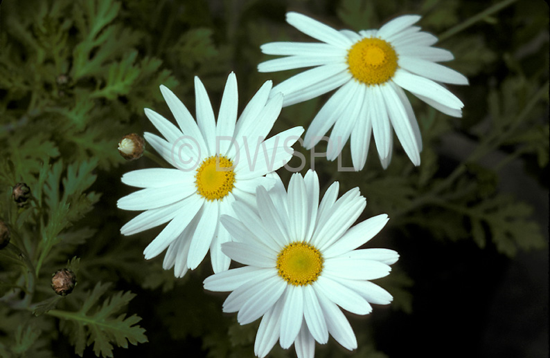 MICHAELMAS DAISIES (OR EASTER DAISIES) ASTERS