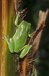 Animal, animals, frog, frogs, tree frog, tree frogs, green tree frog, green tree frogs, amphibian, amphibians, litoria, litoria caerulea.