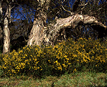 Australia, New South Wales, snowy mountains, great dividing range, eucalyptus, eucalyptus trees, gum tree, gum trees, great dividing range, snow gum, snow gums, tree, trees, snowy mountains, alps, wildflower, wildflowers, pea flower, pea flowers, golden pea flower, golden pea flowers.