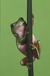 Australia, frog, green tree frog, frogs, amphibians, amphibia, tree frog, tree frogs, green tree frogs, litoria, litoria caerulea, Australian frogs.