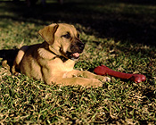 Animal, Animals, dog, dogs, mammal, mammals, placental mammal, placental mammals, carnivore, carnivores, pet, pets, puppy, puppies, lawn, lawns, young animal, young animals, baby animal, baby animals, cute animal, cute animals, domestic animal, domestic animals, domestic dog, domestic dogs, kelpie, kelpies.