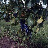 Agriculture, Australia, Fruit, Grape, Grapes, Vine, vines, vineyard, vineyards, grapevine, grapevines, grape vine, grape vines, vitis, industry, wine, wine industry, rural, rural scene, rural scenes.