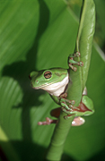 Australia, frog, green tree frog, frogs, amphibians, amphibia, tree frog, tree frogs, green tree frogs, litoria, litoria caerulea, Australian frogs.