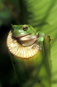 Australia, australian, frog, frogs, green tree frog, frogs, amphibians, amphibia, tree frog, tree frogs, green tree frogs, litoria, litoria caerulea, caerulea, DFF, DFFFAUNA.