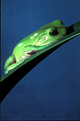 Australia, frog, frogs, green tree frog, green tree frogs, amphibian, amphibians, amphibia, tree, tree frog, tree frogs, green, green tree frogs, litoria, litoria caerulea, caerulea, Australian.