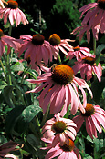 Herb, Herbs, echinacea, Echinacea purpurea, purpurea, coneflower, coneflowers, purple coneflower, purple coneflowers, purple, purple flower, purple flowers, daisy, daisies.