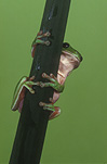 Australia, frog, green tree frog, frogs, amphibians, amphibia, tree frog, tree frogs, green tree frogs, litoria, litoria caerulea, Australian frogs.