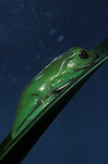 Australia, frog, green tree frog, frogs, amphibians, amphibia, tree frog, tree frogs, green tree frogs, litoria, litoria caerulea, Australian frogs.