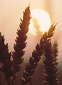 Farming, Farmland, farm, farms, Agriculture, rural, rural scene, rural scenes, crop, crops, wheat, wheat crop, wheat crops, wheat field, wheat fields, sun, the sun, sunset, sunsets, sunrises and sunsets, mood, mood scene, mood scenes.