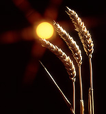 Farming, Farmland, farm, farms, Agriculture, rural, rural scene, rural scenes, crop, crops, wheat, wheat crop, wheat crops, wheat field, wheat fields, sun, the sun, mood, mood scene, mood scenes, sunset, sunsets, sunrises and sunsets.
