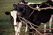 Australia, Farming, Farmland, farm, farms, Agriculture, Cow, Cows, animal, animals, cattle, meat industry, meat trade, dairy cow, dairy cows, dairy cattle, rural, rural scene, rural scenes, dairy farm, dairy farms, dairy farming.