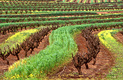 Agriculture, Australia, Fruit, Grape, Grapes, Vine, vines, vineyard, vineyards, grapevine, grapevines, grape vine, grape vines, vitis, industry, wine, wine industry, rural, rural scene, rural scenes, rutherglen, vic, victoria, DFF, DFFAGRIC.