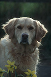 Animal, Animals, dog, dogs, mammal, mammals, placental mammal, placental mammals, carnivore, carnivores, pet, pets, domestic animal, domestic animals, domestic dog, domestic dogs, retriever, retrievers, golden retriever, golden retrievers, Australia, Sport pictures, Sports, balloon images, hot air balloons