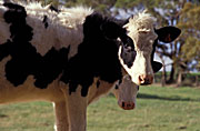 Australia, Farming, Farmland, farm, farms, Agriculture, Cow, Cows, animal, animals, cattle, meat industry, meat trade, dairy cow, dairy cows, dairy cattle, rural, rural scene, rural scenes, dairy farm, dairy farms, dairy farming.