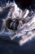 Australia, Spider, Spiders, Arachnid, Arachnids, Huntsman spider, Huntsman spiders, Huntsmans, Isopoda, Isopoda immanis, Olios, Araneae, Arachnida.