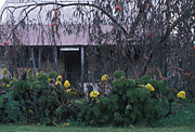Architecture, sa, south australia, cottage, cottages, house, houses, housing.