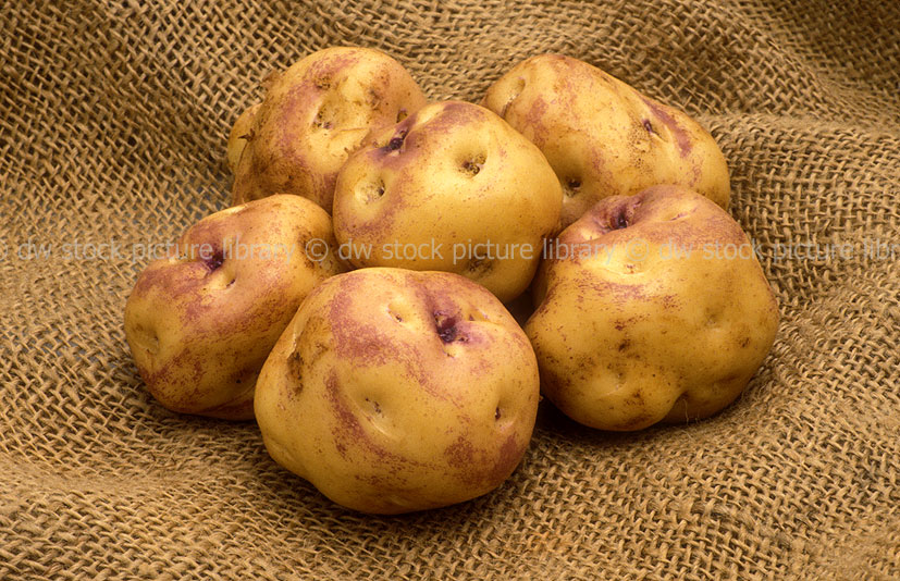 'PINK EYE' POTATOES (SOLANUM TUBEROSUM)