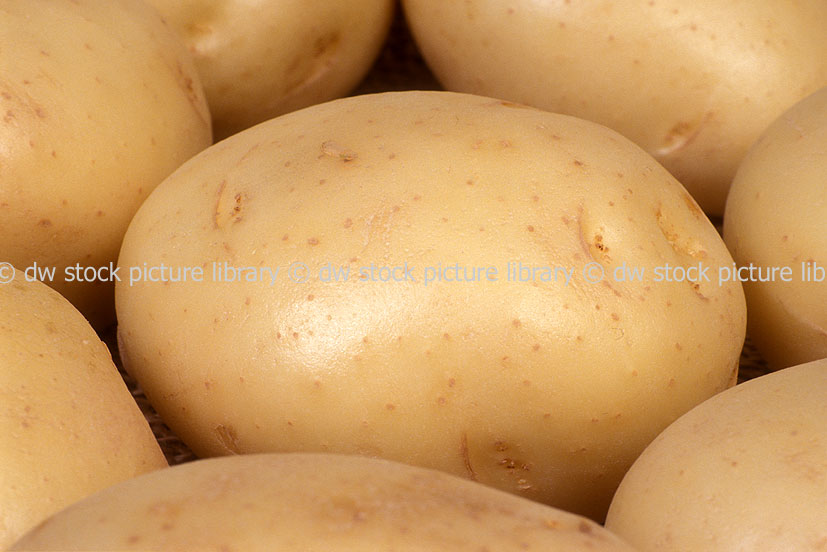 POTATOES 'COLIBAN' (SOLANUM TUBEROSUM)