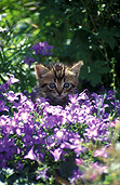 KITTEN IN GARDEN AMONGST BLUE FLOWERS