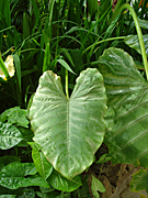 ELEPHANT'S EARS (COLOCASIA ESCULENTUM)