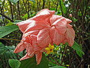 MUSSAENDA 'ROSEA'