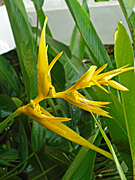 HELICONIA ANGUSTA (YELLOW VARIETY) ALSO KNOWN AS 'YELLOW CHRISTMAS'