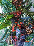 CROTON (CODIAEUM VARIEGATUM)