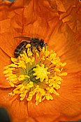 Flower, flowers, papaveraceae, poppy, poppies, papavers, orange flower, orange flowers, insect, insects, honey, bee, bees, iceland, iceland poppy, iceland poppies, papaver nudicaule, nudicaule, papaveraceae, stamen, stamens.
