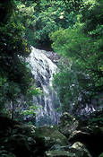 Australia, qld, queensland, springbrook, great dividing range, springbrook national park, springbrook NP, National Park, National Parks, poondahra falls, waterfall, waterfalls, water, running water.