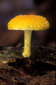 Australia, qld, queensland, lamington, great dividing range, lamington np, lamington national park, national park, national parks, fungi, fungus, rainforest, rainforests, forest, forests.