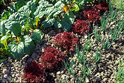Vegetable, vegetables, garden, gardens, vegetable garden, vegetable gardens, onion, Beta, Beta vulgaris, vulgaris, onions, lettuce, lettuces, beetroot, spring onion, spring onions, salad onion, salad onions.