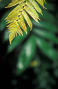 Australia, New South Wales, national park, national parks, border ranges, great dividing range, border ranges np, border ranges national park, fern, ferns.