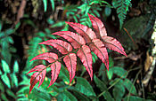 Rainforest, rainforests, forest, forests, fern, ferns.