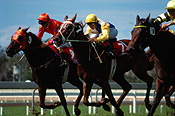 Australia, New South Wales, sydney, race, races, racing, race horse, race horses, horserace, horseraces, horseracing, animal, animals, horse, horses, jockey, jockeys, Sport pictures, Sports, man, men, male, males, occupation, occupations, outdoors, uniform, uniforms.