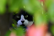 Animal, animals, bell, bells, collar, collars, felis, felis catus, feline, felines, mammal, mammals, placental mammal, placental mammals, cat, cats, carnivore, carnivores, carnivora, felidae, pet, pets, domestic, domestic animal, domestic animals, domestic cat, domestic cats.