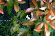 Animal, animals, felis, felis catus, feline, felines, mammal, mammals, placental mammal, placental mammals, cat, cats, carnivore, carnivores, carnivora, felidae, pet, pets, domestic, domestic animal, domestic animals, domestic cat, domestic cats.