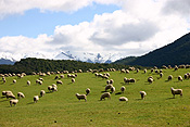 New Zealand, Farming, Farmland, farm, farms, animal, animals, sheep, meat industry, meat trade, lamb, lambs, livestocl, farm land, farming land, agriculture, rural, rural scene, rural scenes.