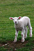 New Zealand, Farming, Farmland, farm, farms, animal, animals, sheep, meat industry, meat trade, lamb, lambs, livestock, young animal, young animals, baby animal, farm land, farming land, agriculture, baby animals, rural, rural scene, rural scenes.