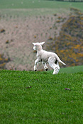New Zealand, Farming, Farmland, farm, farms, animal, animals, sheep, meat industry, meat trade, lamb, lambs, livestock, young animal, young animals, baby animal, farm land, farming land, agriculture, baby animals, rural, rural scene, rural scenes.