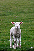 New Zealand, Farming, Farmland, farm, farms, animal, animals, sheep, meat industry, meat trade, lamb, lambs, livestock, young animal, young animals, baby animal, farm land, farming land, agriculture, baby animals, rural, rural scene, rural scenes.