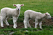 New Zealand, Farming, Farmland, farm, farms, animal, animals, sheep, meat industry, meat trade, lamb, lambs, livestock, young animal, young animals, baby animal, farm land, farming land, agriculture, baby animals, rural, rural scene, rural scenes.