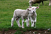 New Zealand, Farming, Farmland, farm, farms, animal, animals, sheep, meat industry, meat trade, lamb, lambs, livestock, young animal, young animals, baby animal, farm land, farming land, agriculture, baby animals, rural, rural scene, rural scenes.
