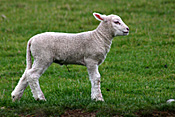 New Zealand, Farming, Farmland, farm, farms, animal, animals, sheep, meat industry, meat trade, lamb, lambs, livestock, young animal, young animals, baby animal, farm land, farming land, agriculture, baby animals, rural, rural scene, rural scenes.