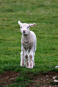 New Zealand, Farming, Farmland, farm, farms, animal, animals, sheep, meat industry, meat trade, lamb, lambs, livestock, young animal, young animals, baby animal, farm land, farming land, agriculture, baby animals, rural, rural scene, rural scenes.