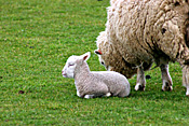 New Zealand, Farming, Farmland, farm, farms, animal, animals, sheep, meat industry, meat trade, lamb, lambs, livestock, young animal, young animals, baby animal, farm land, farming land, agriculture, baby animals, rural, rural scene, rural scenes.